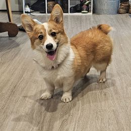 Chorizo - Pembroke Welsh Corgi