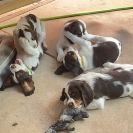 English Springer Spaniel Puppies from Desert Shadow Springers