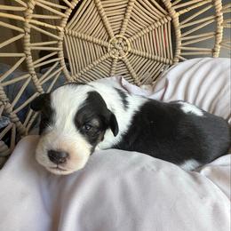 Holley - Black tri-color female Australian Shepherd puppy in Grants Pass, Oregon from Carmel Mountain Aussies