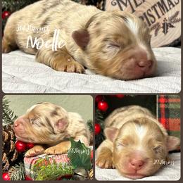 (4) Noelle, RMF - Red merle female Miniature American Shepherd puppy in Huntington, Texas from JKKJ Farms