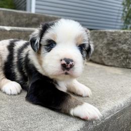 Atlas - Blue merle male Miniature Australian Shepherd puppy in Sandy Hook, Kentucky from RidgeTop Aussies