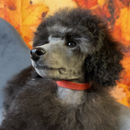 Red Collar Boy - Silver male Poodle puppy in Kingston, Oklahoma from Tribal Poodles