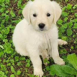 Ms. Gray - Light golden female Golden Retriever puppy in Campton, Kentucky from ElkRidge Goldens