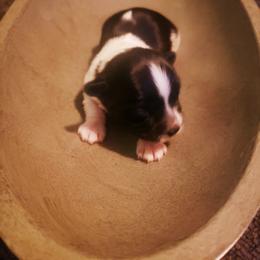 Yorkshire Terrier Puppies from Strohlz Yorkies