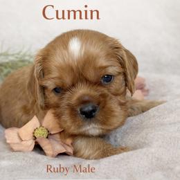 Cumin - Ruby male Cavalier King Charles Spaniel puppy in Chino Valley, Arizona from Copper Cliff Cavaliers