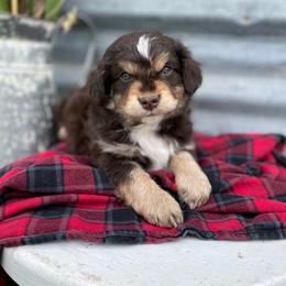 Darth Vader - male Australian Mountain Doodle puppy in Randolph, Utah from Dry Canyon Pups