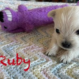 West Highland White Terrier Puppies from Westend Westies