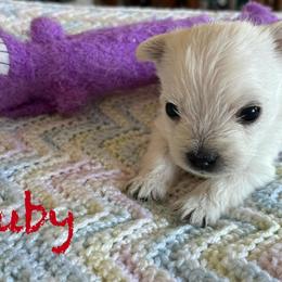 West Highland White Terrier Puppies from Westend Westies