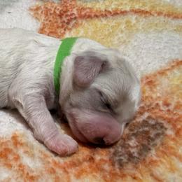 Cooper - Apricot male Cavapoo puppy in Redding, California from O’Hara  Doodles