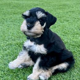 Bruno - Wheaten male Miniature Schnauzer puppy in Canyon Lake, Texas from Chambers Schnauzers