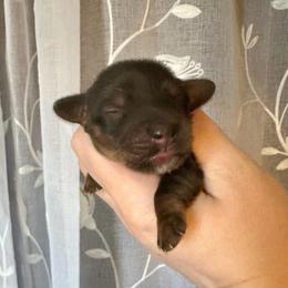 Cadbury Egg - Red male Dachshund puppy in Wolf Lake, Indiana from Canisteo Dachshunds