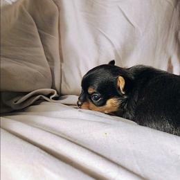 Baby boy 1 - Black and tan male Chihuahua puppy in Weatherford, Texas from Small and Mighty Chihuahuas