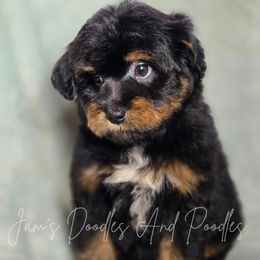 Saltine - Black phantom female Aussiedoodle puppy in Cleveland, Georgia from Jam's Doodles And Poodles