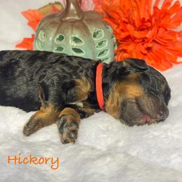 Hickory - Phantom male Poodle puppy in Grover Beach, California from Central Coast Poodle Paws