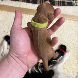 Adam - Light Green Boy - Ruby male Cavalier King Charles Spaniel puppy in Little Rock, Arkansas from Montra Japanese Chin & Cavalier King Charles Spaniels