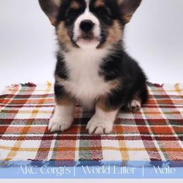 Cove - Black and tan male Pembroke Welsh Corgi puppy in Pine Village, Indiana from NL Horsemanship