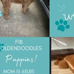 Goldendoodles from DFW Doodles