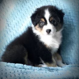 Australian Shepherd Puppies from Cahaba Australian Shepherds