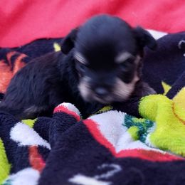 Miniature Schnauzers from Red Dirt Kennels