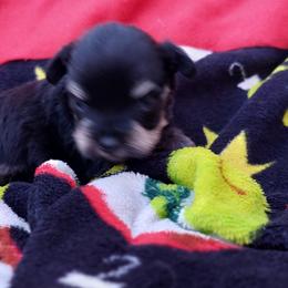 Miniature Schnauzers from Red Dirt Kennels