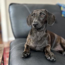 Dachshund Puppies from Army of Dachshunds