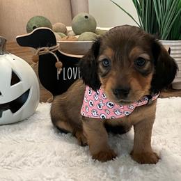 Shelby - Chocolate and tan female Dachshund puppy in Menifee, California from Dachshunds in SoCal