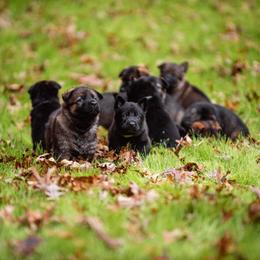 "Black & Lime Green" German Shepherd Puppies from MCX K9