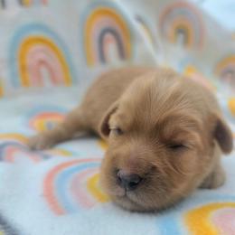 Mrs. Potts - female Cavapoochon puppy in Bullard, Texas from Cavapoochon Central LLC