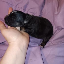 Knight - Black tri-color male Australian Shepherd puppy in Sultan, Washington from Van Huitt Australian Shepherds
