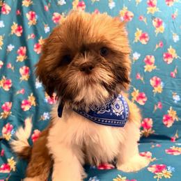 Blue - Liver and white male Shih Tzu puppy in Hemet, California from Aloha Shih Tzu