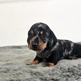 Black and tan dapple male 1 - Dapple male Dachshund puppy in Belle Rive, Illinois from Akin's Miniature Dachshunds, LLC