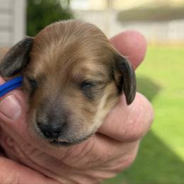 Valor (courage) - Cream male Dachshund puppy in Murfreesboro, Tennessee from Kimbrie's Dream Cream Doxies