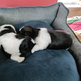 Shih Tzu Puppies from R&R Shih-Tzus