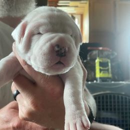 American Bulldog Puppies from Slumski's Bulldogs