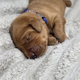 Boy 4 - Yellow male Labrador Retriever puppy in Grand Rivers, Kentucky from Big Water Dreams Retrievers