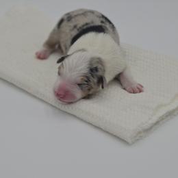 Nox - Blue merle male Border Collie puppy in Conway, Missouri from 2J 2K Border Collies | Maremma Sheepdogs