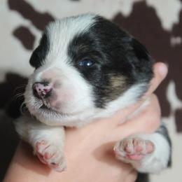 SALEM - Black tri-color male Australian Shepherd puppy in Star City, Arkansas from Blush & Lace Aussie Co.