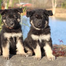 German Shepherd Puppies from Oakmont Shepherds