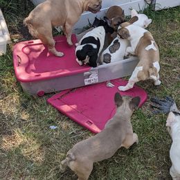 French Bulldog Puppies from G & K Frenchies LLC