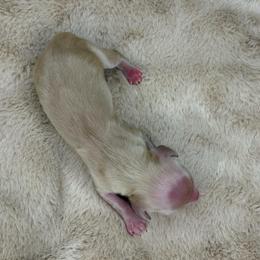 Anastasia - Cream female Dachshund puppy in Tulare, California from Dreamy Creamies