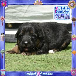 BASKIN ROBBINS  Stunning Big Male - Black and red male German Shepherd puppy in Murrieta, California from Diamond Oaks German Shepherds