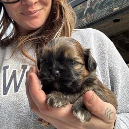 Hale - Chocolate and tan male Shih Tzu puppy in Dunlap, Tennessee from Beards of Glory