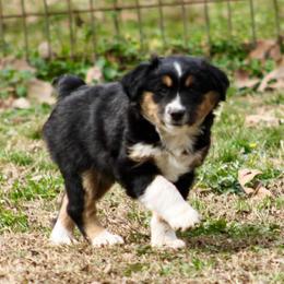 Star - Black tri female Miniature Australian Shepherd puppy in Fort Smith, Arkansas from Rye Hill Aussies
