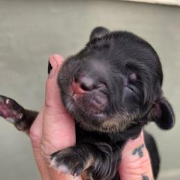 Black and Cream Boy - Black and cream male Dachshund puppy in Woodland, Washington from SJs Dachshunds