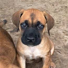 Boy 1 - Red male Cane Corso puppy in Sienna, Texas from Robinson Elite Corsos