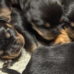 Boy5 - Black and mahogany male Rottweiler puppy in Bartonsville, Pennsylvania from Karol's Rottweilers