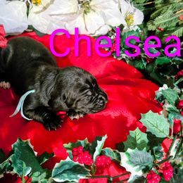 Chelsea - Black female Great Dane puppy in Gainesville, Georgia from DeBruce Danes