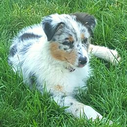 Australian Shepherd Puppies from CinchTight