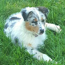 Australian Shepherd Puppies from CinchTight