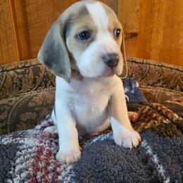 Green Collar - Blue tan and white male Beagle puppy in Knoxville, Tennessee from River Valley Hounds